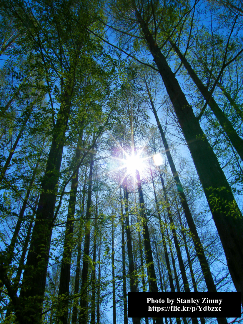 Main page image for Canopy Cover and Light Penetration