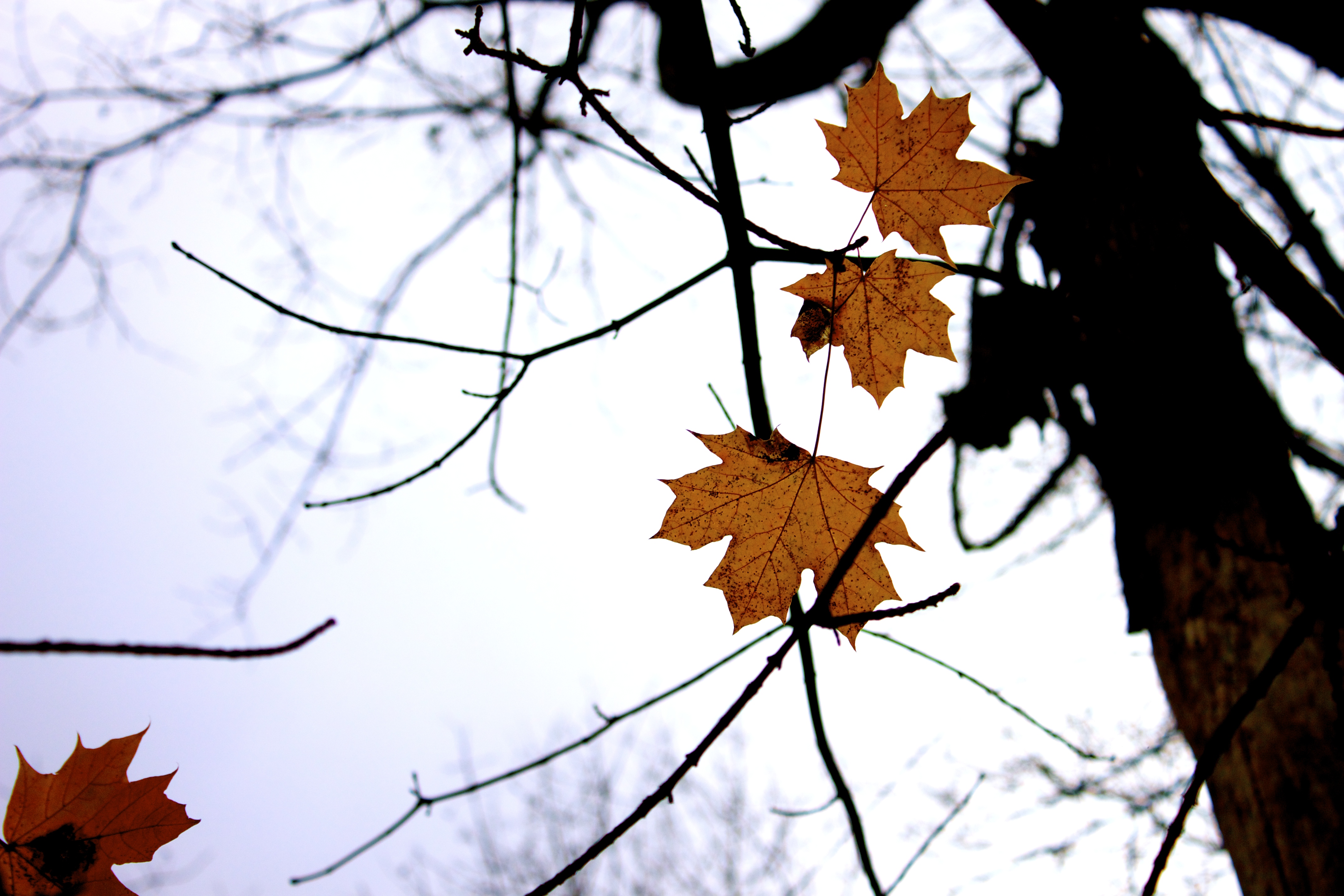 Main page image for New York Maple Syrup Production