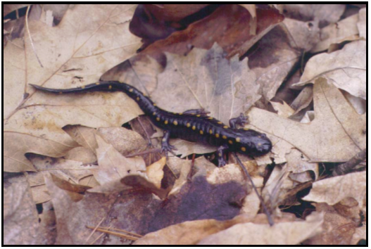 Main page image for Vernal Pool Photos