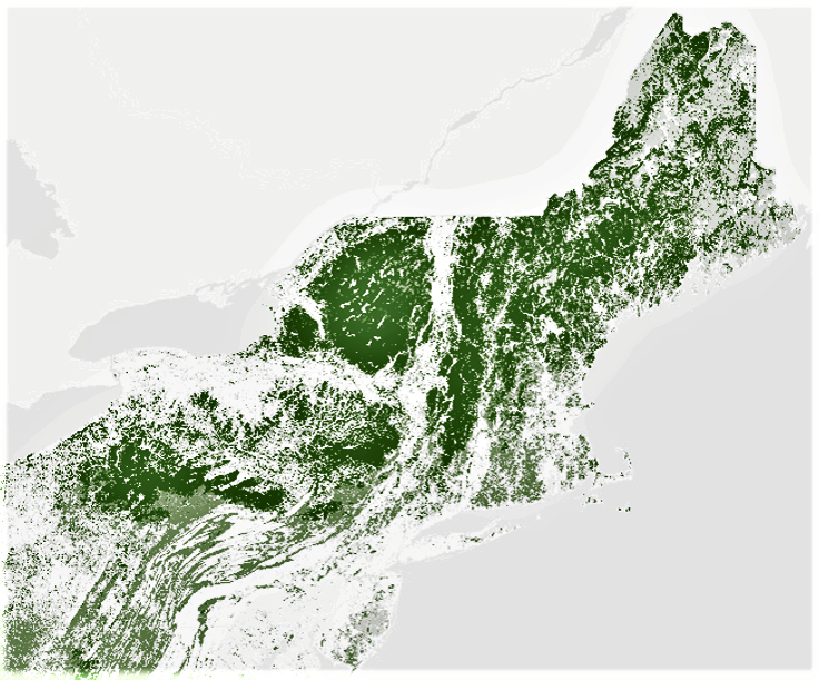 Main page image for Northeast Forest Cover