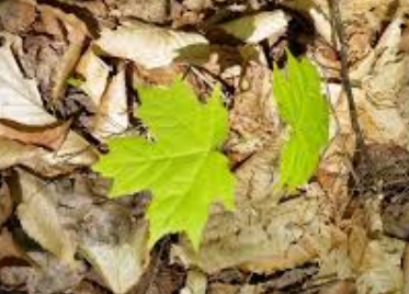 Main page image for Sugar Maple Seedling Regeneration for the Northeast