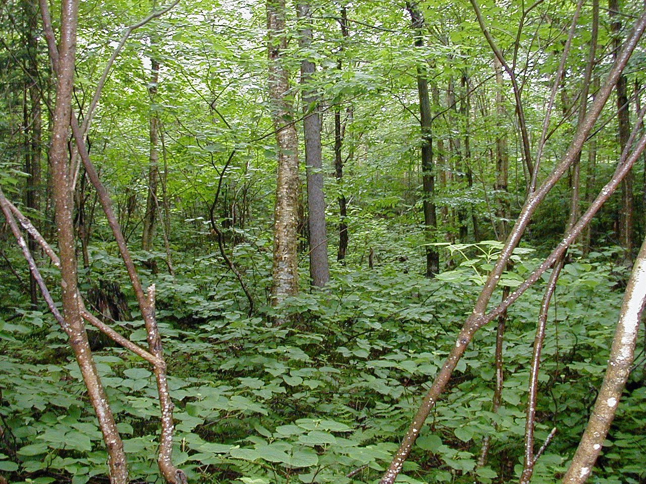 Main page image for Forest Health Monitoring Natural Community List