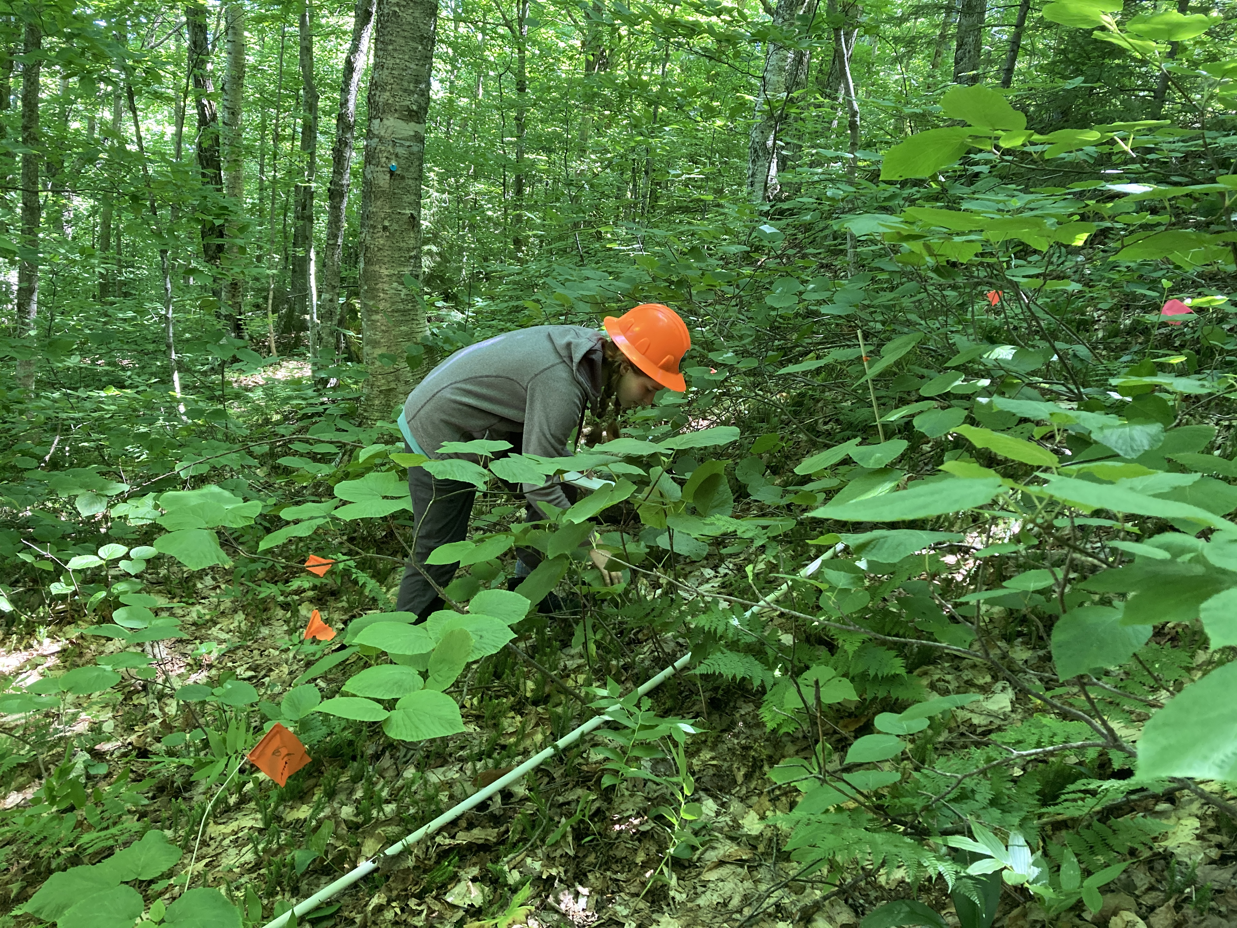 Main page image for Cluster Plot Visitation Information (VT, NH, RI)