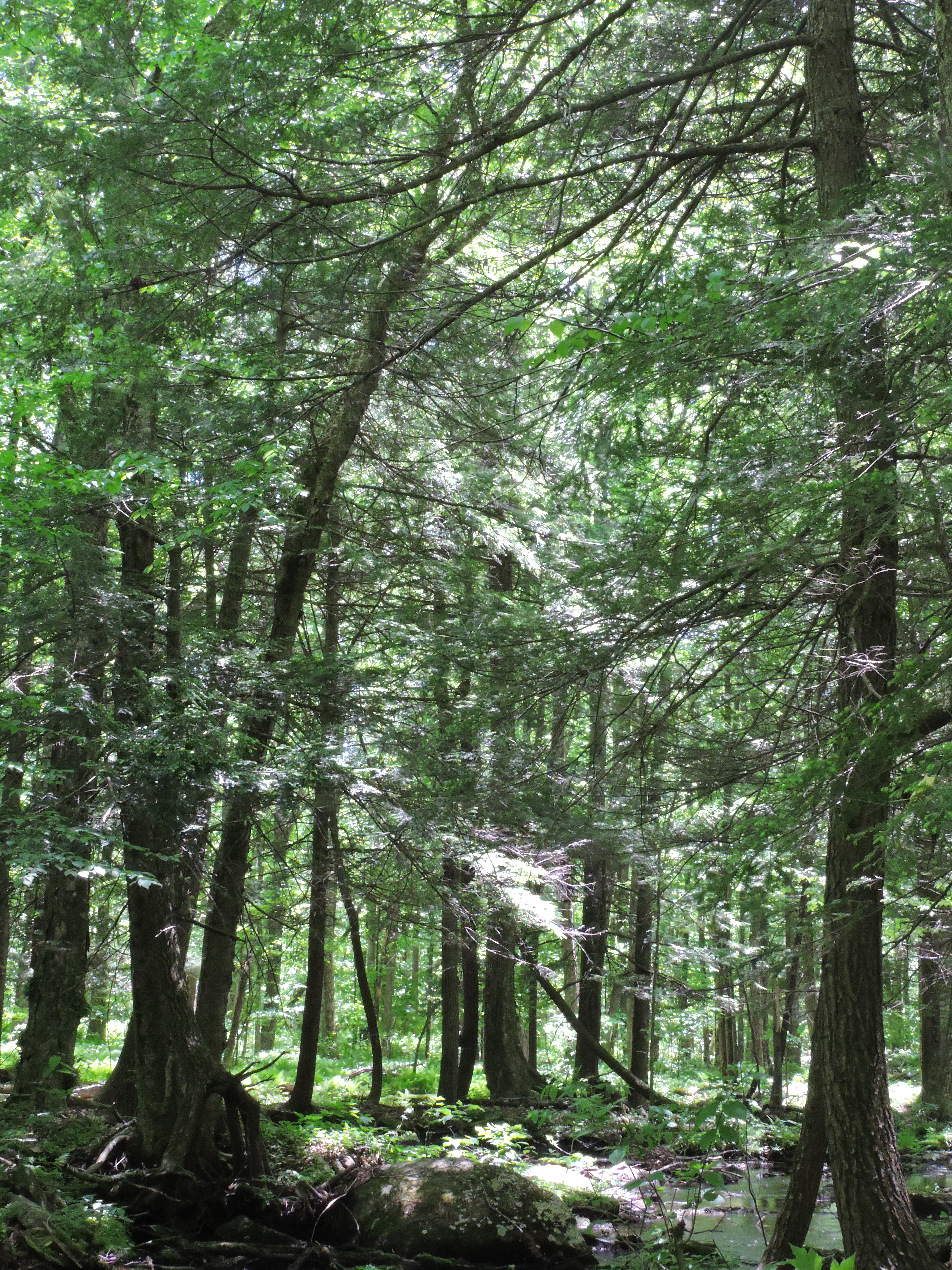 Main page image for Hemlock Forest Inventory Dataset