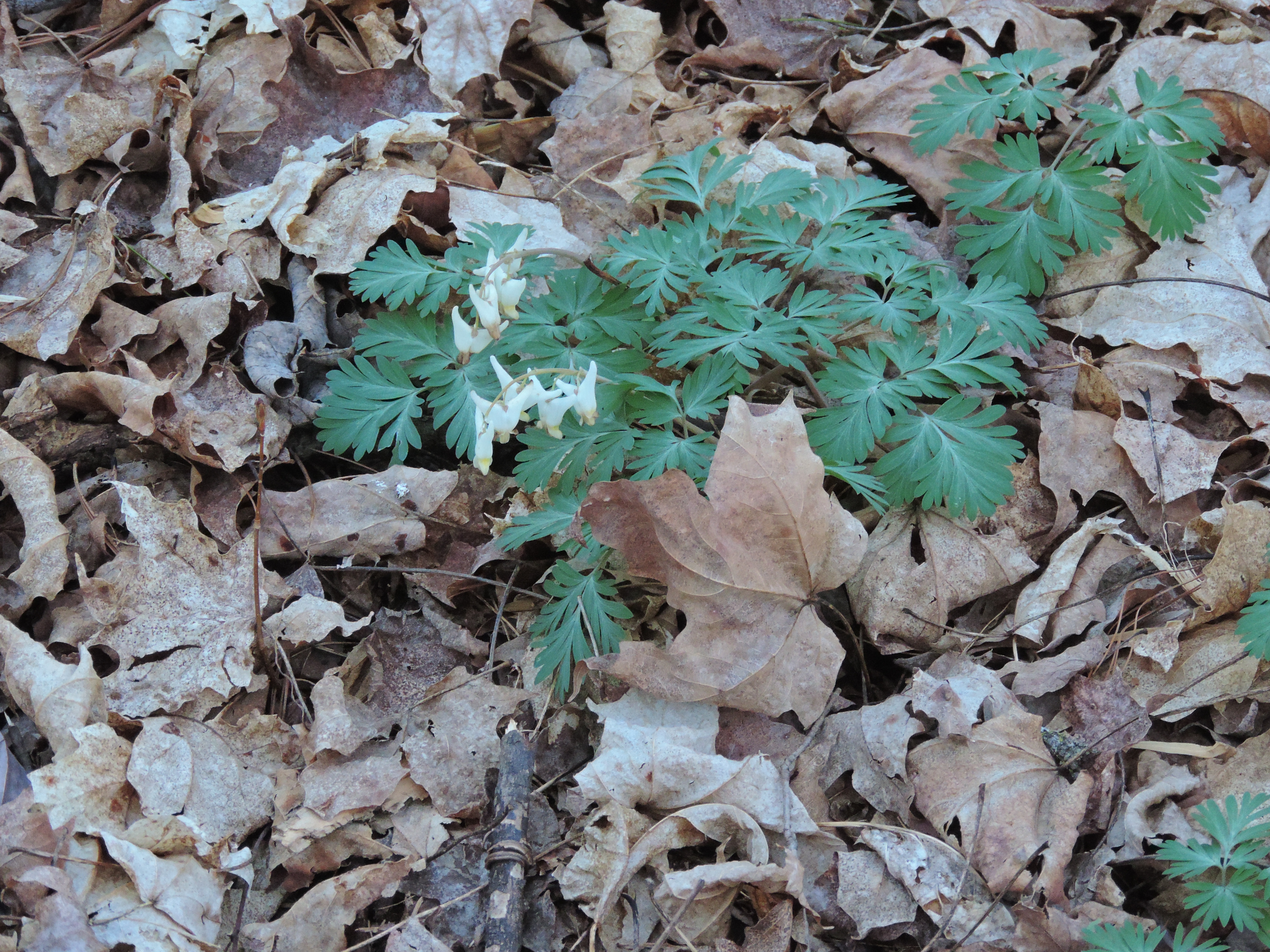 Main page image for Forest Health: Common and Scientific Names of Discovered Species