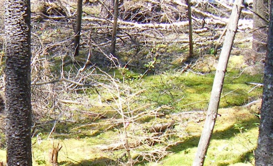 Main page image for Percent Cover of Vascular Plants and Bryophytes in Northern White Cedar Swamp Plots