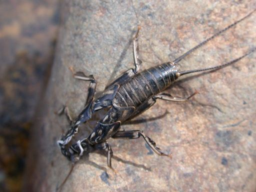 Main page image for Lye Brook Macroinvertebrate Taxa: Streams