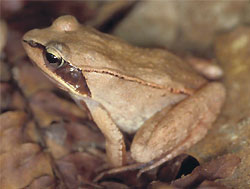 Main page image for Amphibian Egg-mass Counts