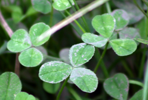 Main page image for 1991 White clover clones as a biomonitor
