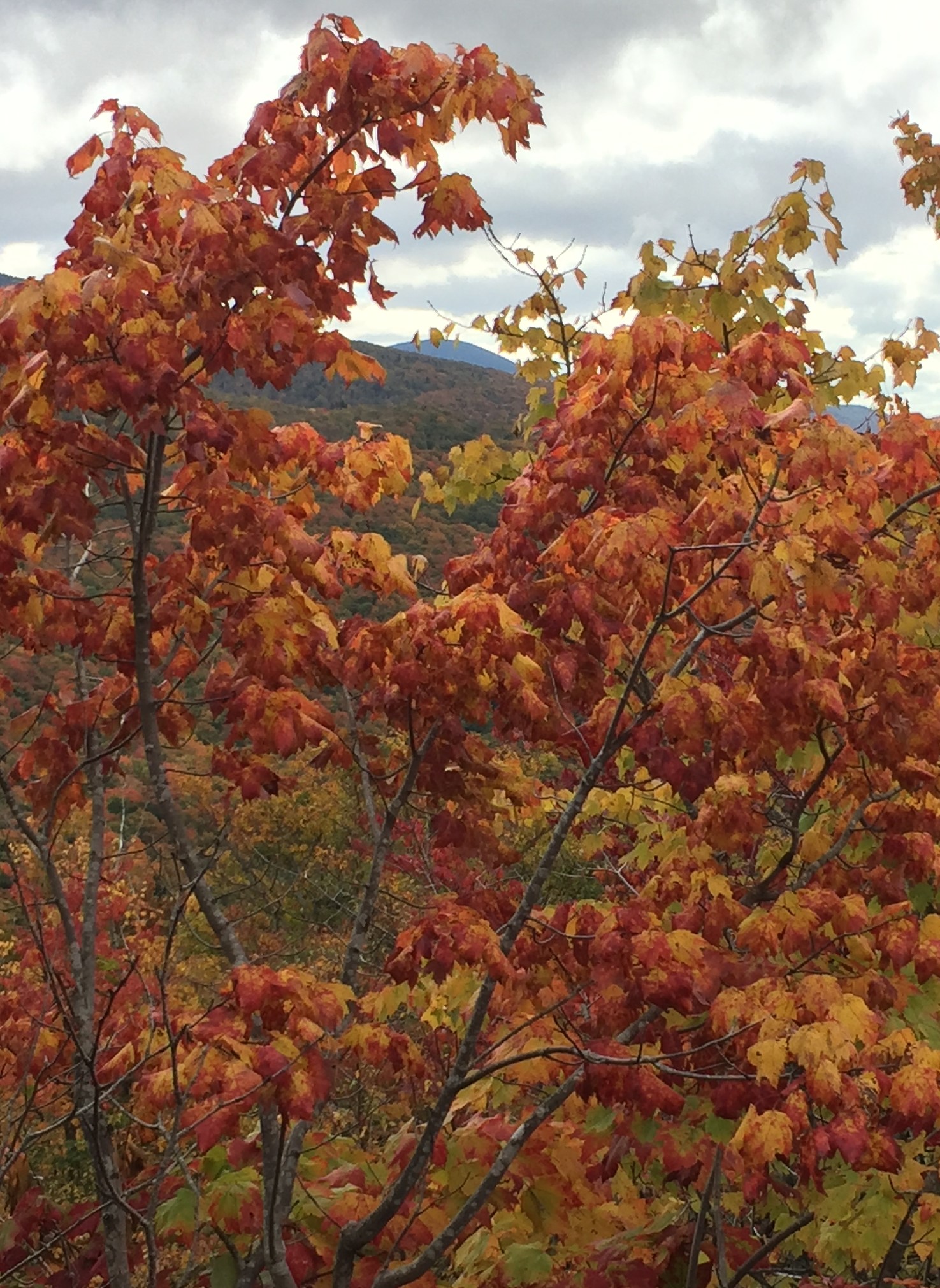 Main page image for Fall Foliage