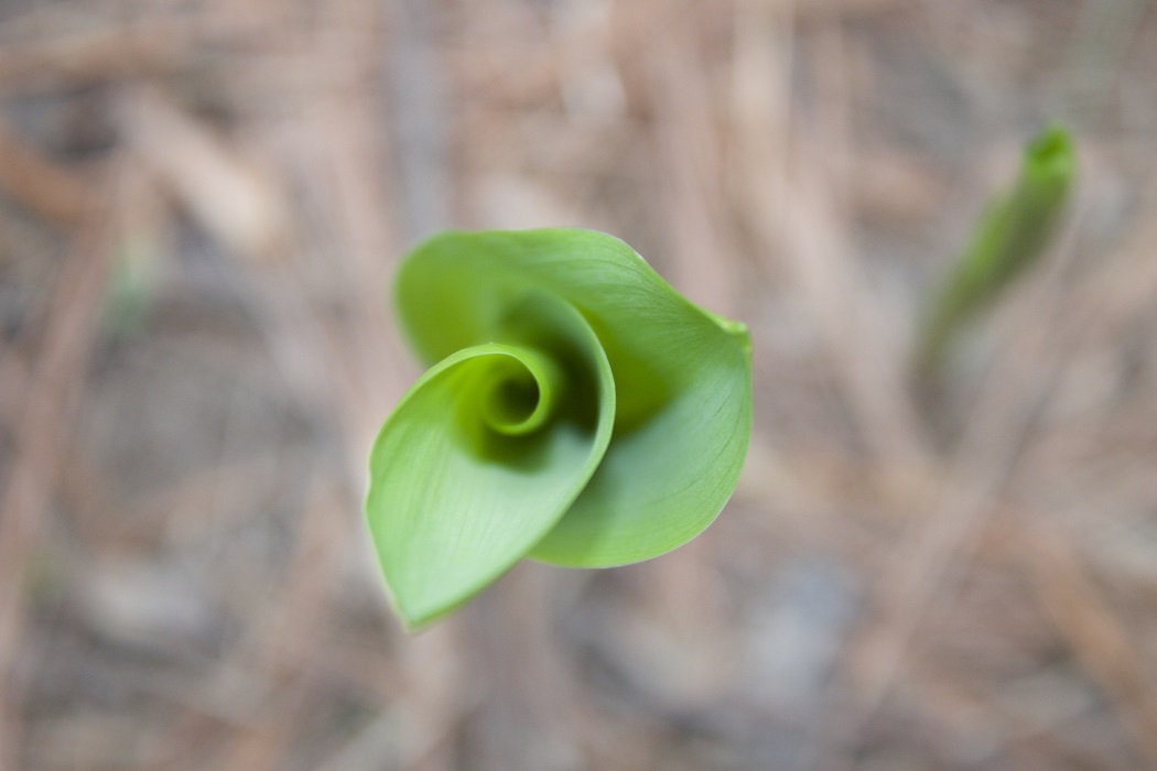 Plant blooming