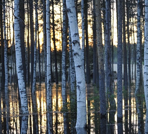 Flooded trees