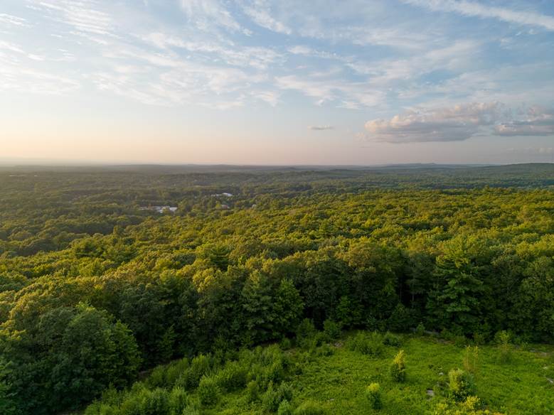 image for 2025 conference with green forest and blue sky