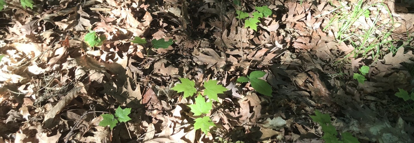 maple seedlings growing above dry leaves