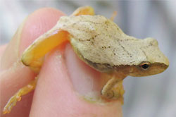 Populations of the spring peeper (Pseudacris crucifer), the well known early spring caller, are declining on Mount Mansfield.