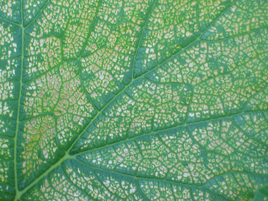 Ozone injury on a plant leaf