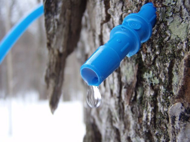 Maple sap tapping spigot