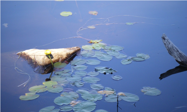 Branch Pond