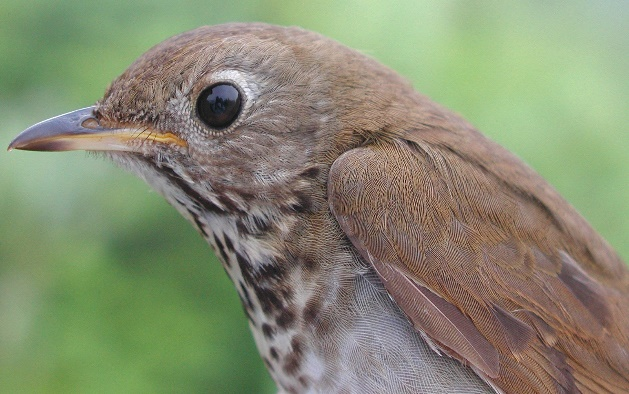 The Bicknell's Thrush faces threats in both breeding and overwintering sites.