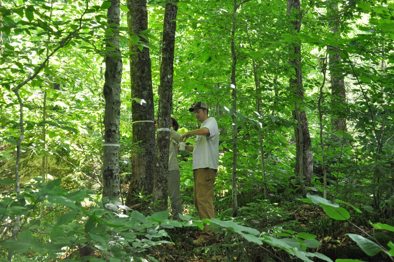 Forest health technicians measure canopy condition, seedling abundance, sapling survivorship, invasive species, and damage agents on a network of 41 long-term forest health monitoring plots.