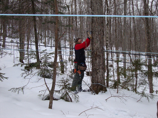 Maple sap tapping spigot