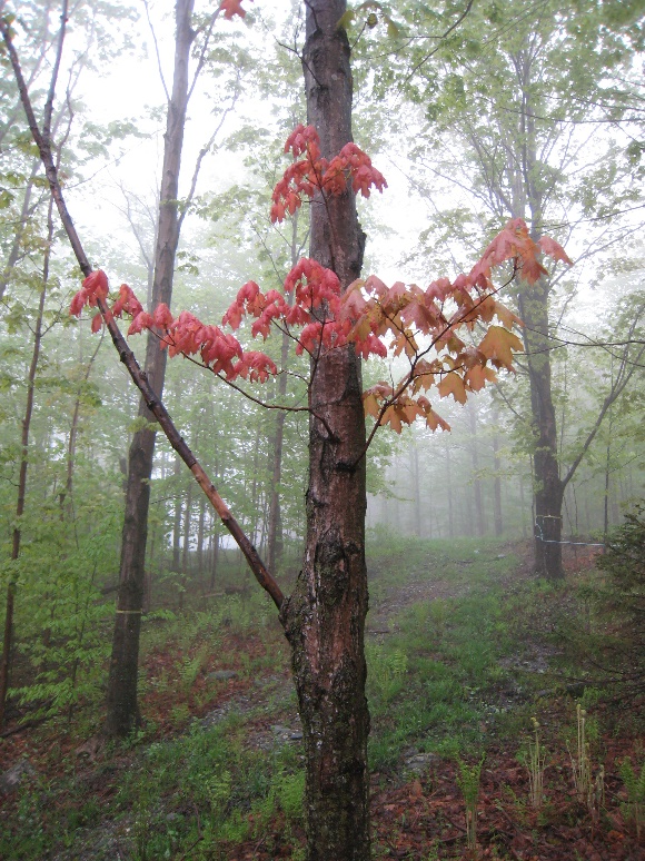 Monitoring subtle changes in phenology can serve as an indicator of larger changes that can cascade through forest ecosystems.