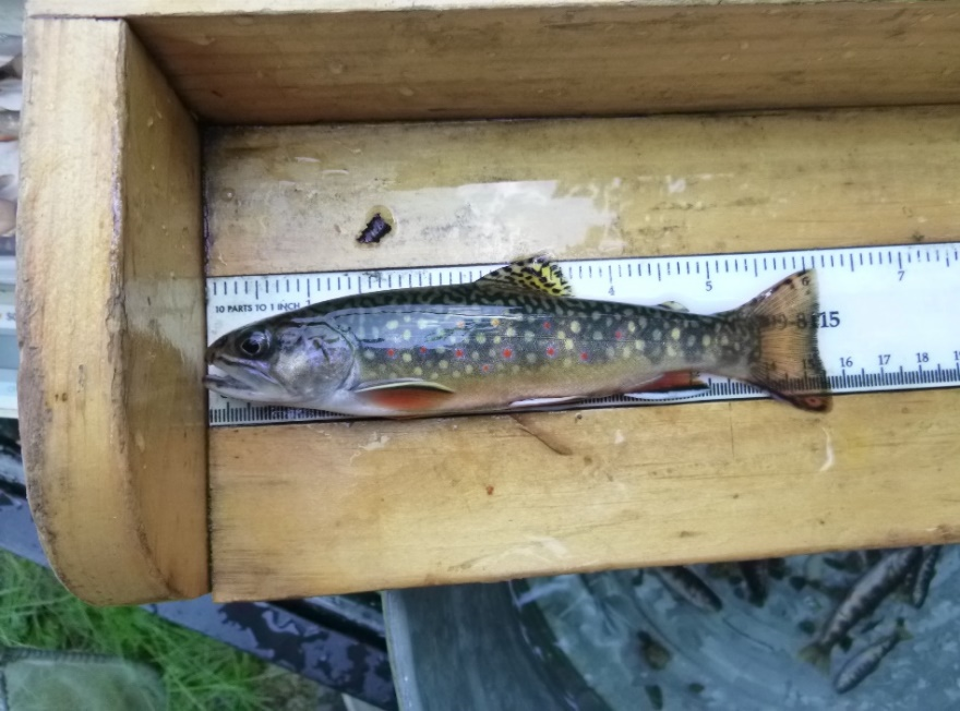 Brook Trout Monitoring on Ranch Brook, Stowe VT.