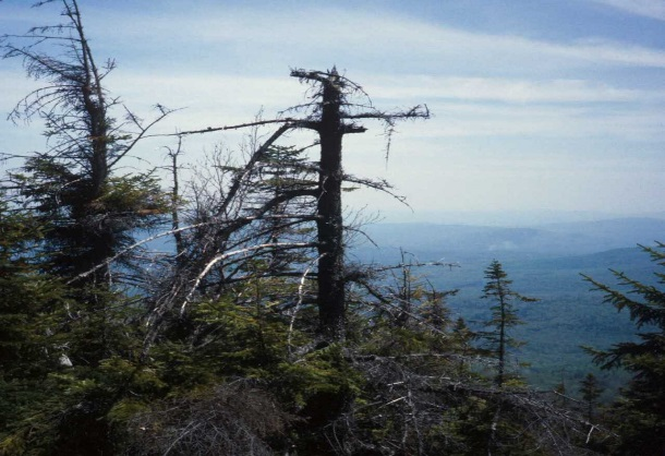 Dead alpine tree