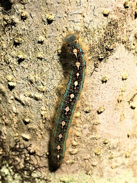 A forest tent caterpillar found during 2016 in Vermont.