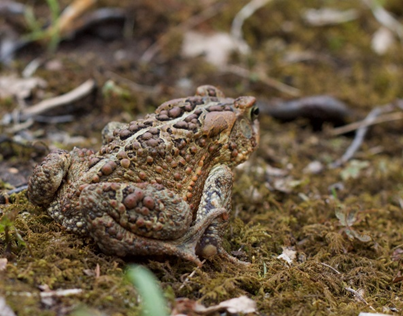  Populations of the American Toad (Anaxyrus americanus) exhibit great annual variability 
