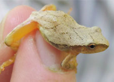 Spring Peeper on finger.