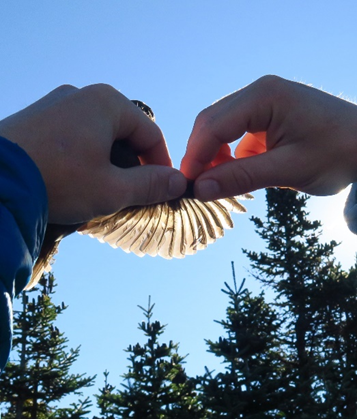 Vermont Center for Ecostudies volunteer checks for ectoparasites as part of the metrics gathered during banding.