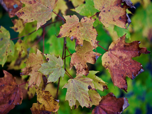 Maple Leaves in the Fall.