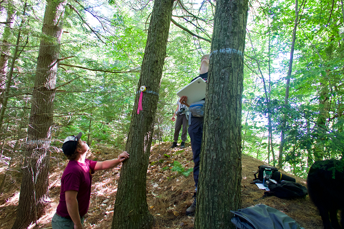 Field crew assessing forest health