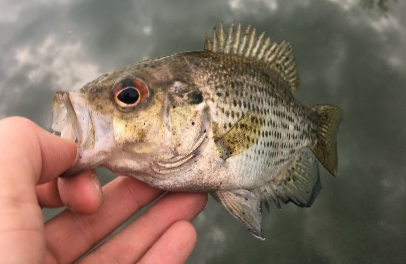 Rock Bass