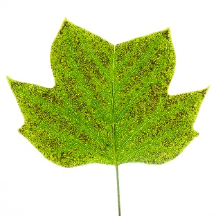 Tulip tree leaf with ozone damage.