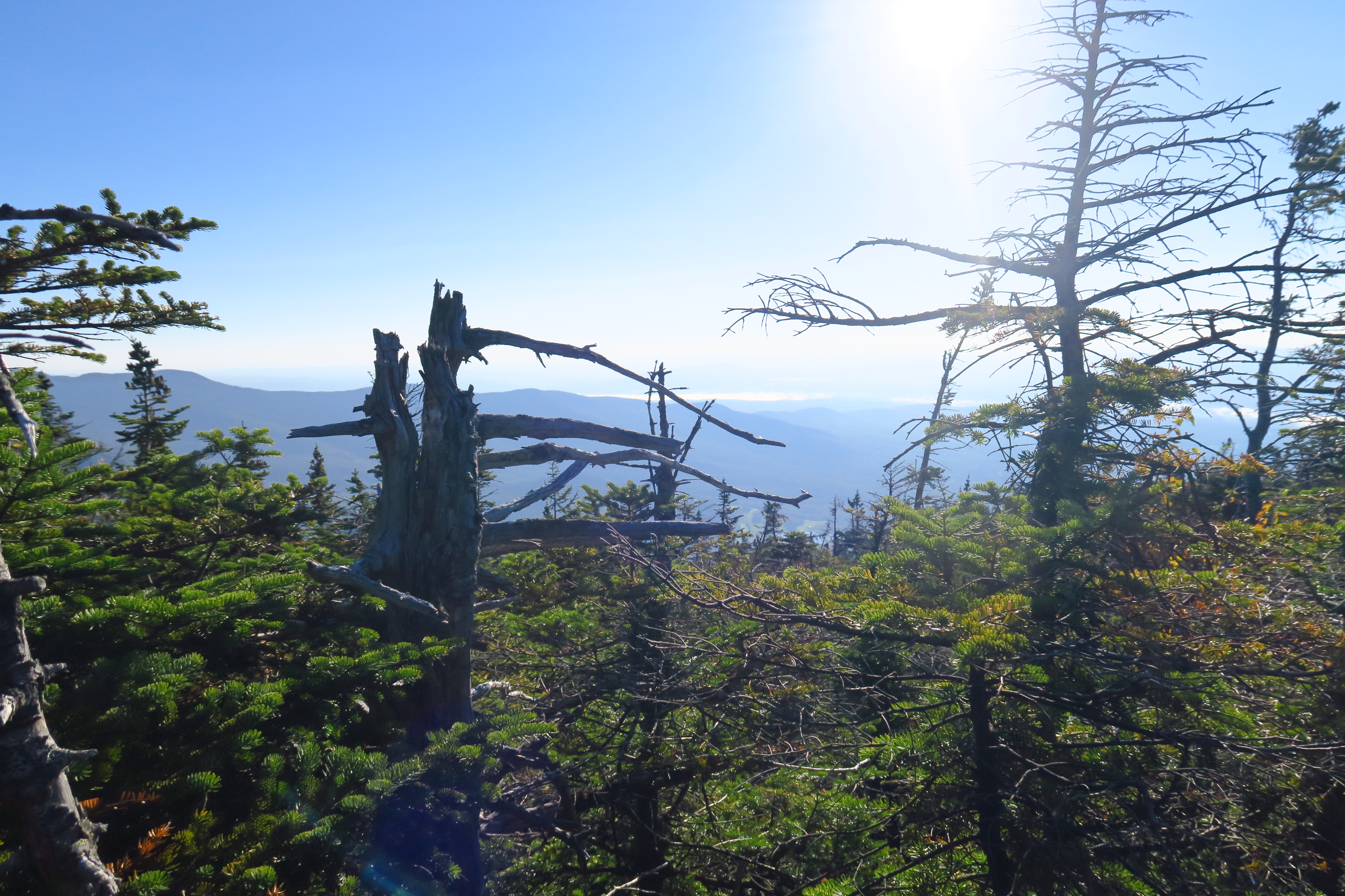 Dead alpine tree