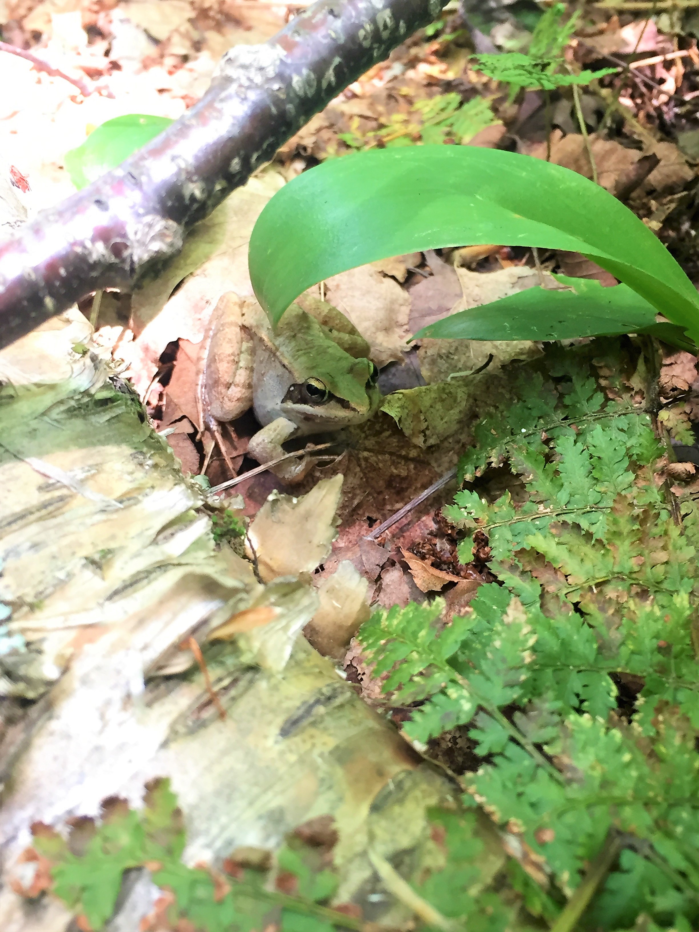 Wood frog (Lithobates sylvaticus) found on Mt. Mansfield in 2017.