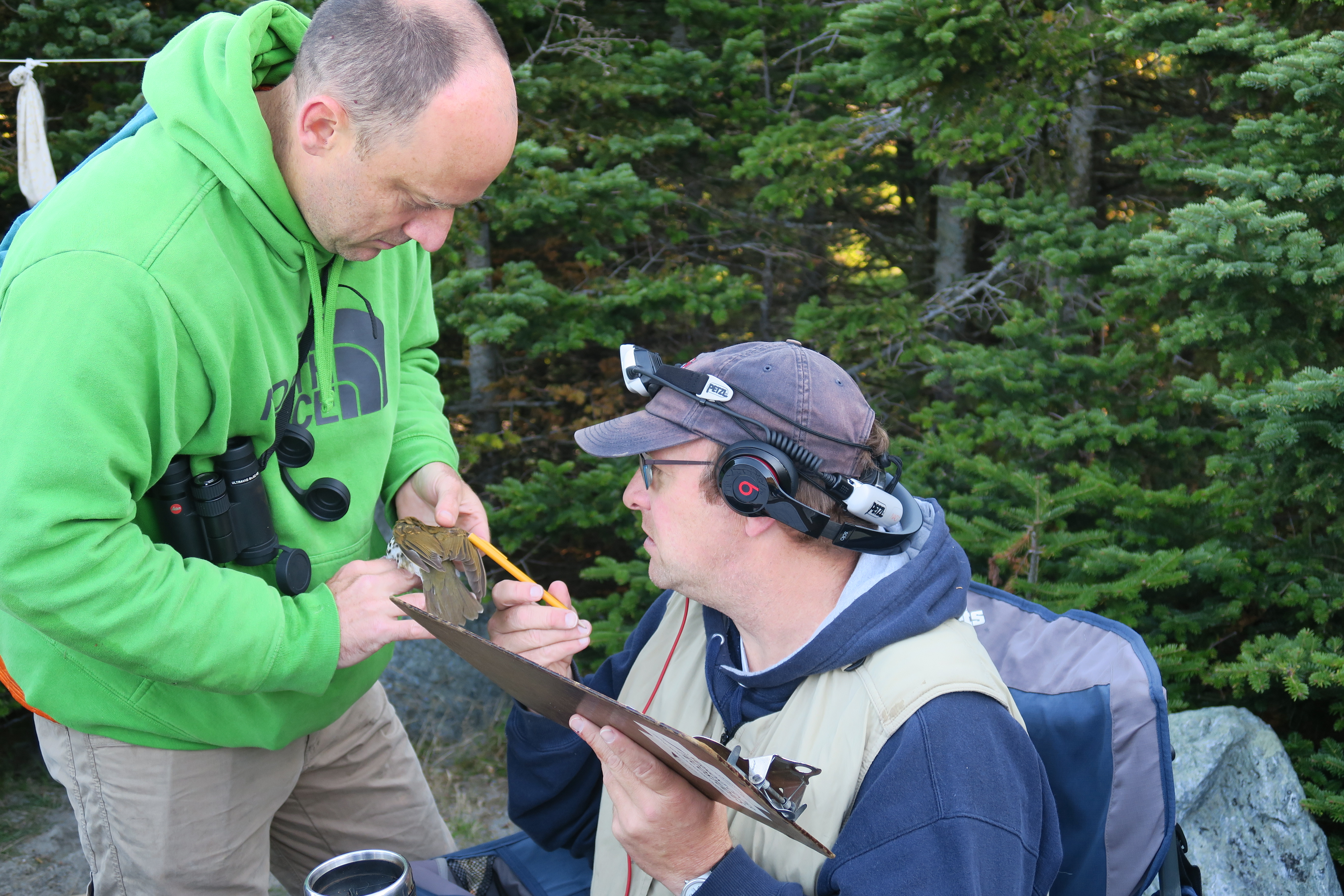 VCE's John Lloyd and Kent P. McFarland preparing to measure a Bicknell’s thrush captured on Mt. Mansfield.