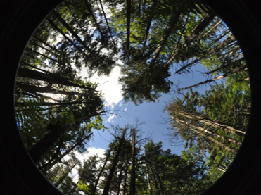 Hemispherical canopy photo at long-term plot LBA2300A (2017).