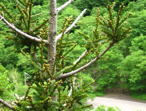 Dead alpine tree