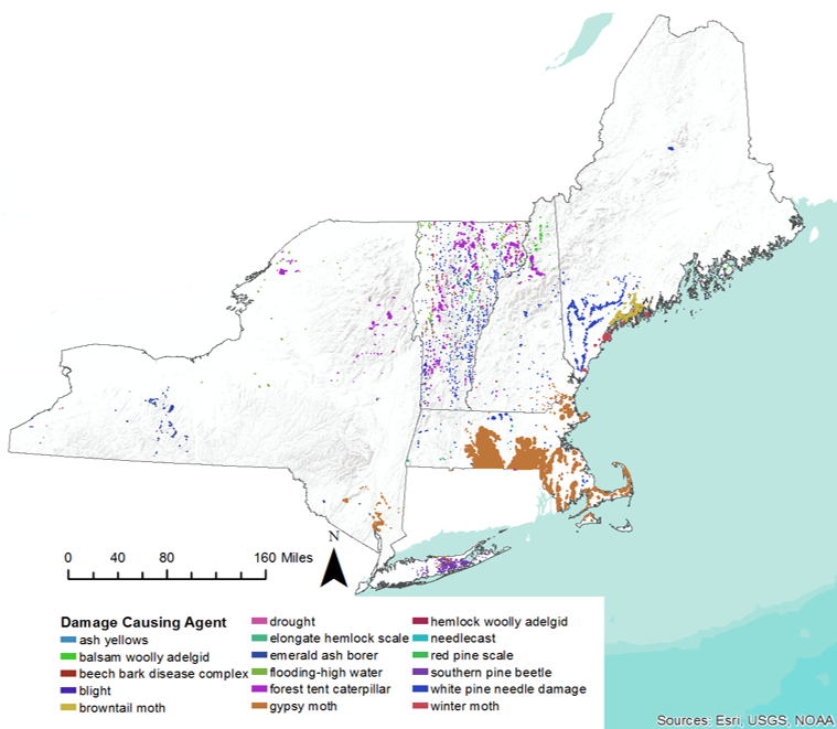Locations of select forest disturbance agents in 2017 from region-wide Insect and Disease Surveys. Only agents with considerable disturbance area are shown. Note that disturbance polygons were increased in size for visibility, but also states have had differing methods for quantifying disturbance.