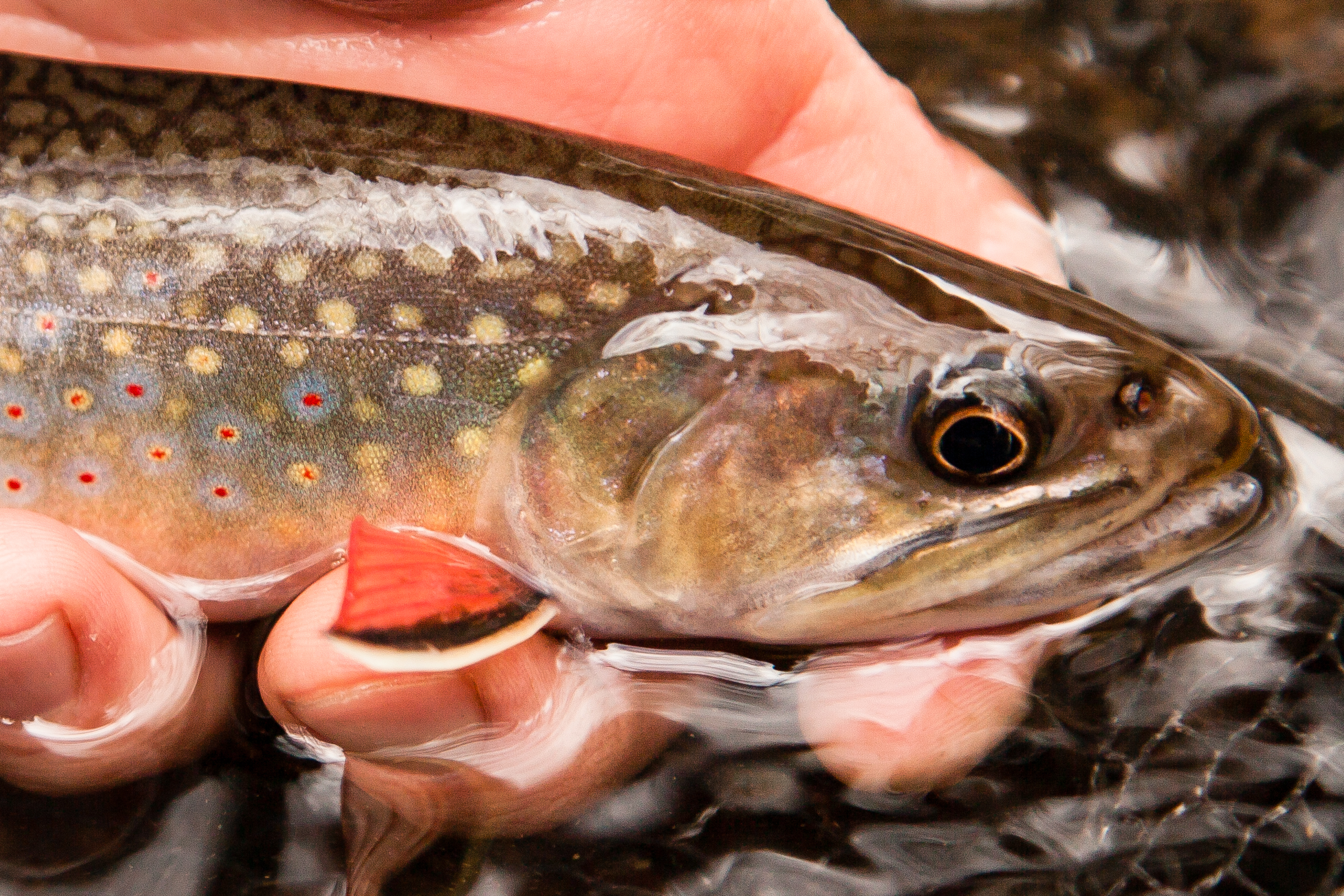 Brook trout up close photo by Chesapeake Bay Program.