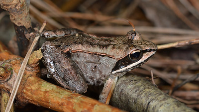 Wood Frog (Lithobates sylvaticus) is a common amphibian on Mt. Mansfield.