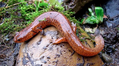 Spring salamander (Gyrinophilus porphyriticus) is associated with cold, clean, streams on Mt. Mansfield.