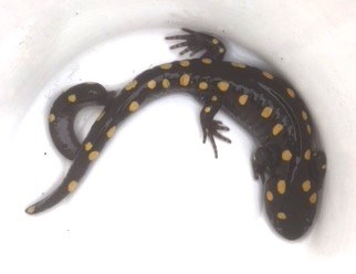 Figure 25. Spotted Salamander (Ambystoma maculatum) with an adventitious tail. Captured in 2018.