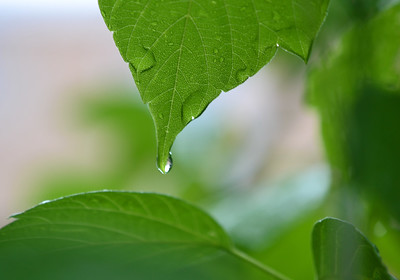 • Acid deposition continued to decline in 2018.<br><br>
• The average pH of precipitation was 5.185, the highest value on record.<br><br>
• Nitrate deposition declined in 2018 but long-term trends suggest it may have plateaued. Continued monitoring is recommended.<br><br>