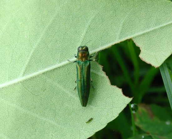 Emerald ash borer (EAB). EAB was confirmed to be in Vermont in 2018.