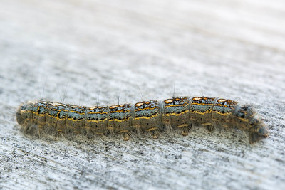 In 2018, Vermont’s forests experienced greater levels of disturbance than in 2017 but less than the average (1995-2018). The most damaging disturbance agents in 2018 were forest tent caterpillar and white pine needle damage. Prolonged drought in 2018 also had significant impacts state-wide. The emerald ash borer was confirmed to be in Vermont in 2018.