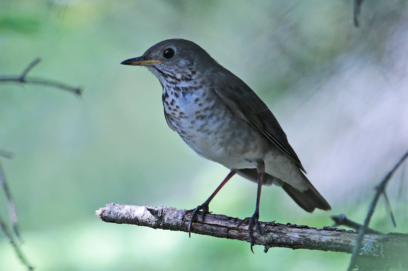 Bicknell's Thrush (Catharus bicknelli).